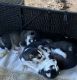 Siberian Husky Puppies for sale in Atlanta, GA, USA. price: $1,250
