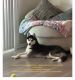Siberian Husky Puppies for sale in Spring Valley Lake, CA 92395, USA. price: $50