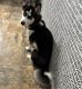 Siberian Husky Puppies for sale in Barnesville, OH 43713, USA. price: $200