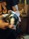 Siberian Husky Puppies for sale in Monroe County, NY, USA. price: $3,000