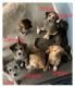Siberian Husky Puppies for sale in New Braunfels, TX, USA. price: $300