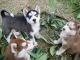 Siberian Husky Puppies for sale in Fernley, NV 89408, USA. price: $300