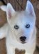 Siberian Husky Puppies for sale in Aiea, HI 96701, USA. price: $2,800