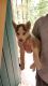 Siberian Husky Puppies for sale in Morganton, NC 28655, USA. price: $400
