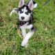 Siberian Husky Puppies for sale in Chula Vista, CA, USA. price: $500