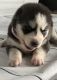 Siberian Husky Puppies for sale in Detroit, MI, USA. price: $750