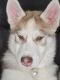 Siberian Husky Puppies for sale in Springfield, MA 01129, USA. price: $1,400
