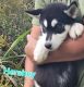 Siberian Husky Puppies for sale in Greeneville, TN, USA. price: $595