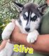 Siberian Husky Puppies for sale in Greeneville, TN, USA. price: $595