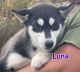 Siberian Husky Puppies for sale in Greeneville, TN, USA. price: $495