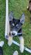 Siberian Husky Puppies for sale in Knoxville, TN, USA. price: $150