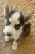 Siberian Husky Puppies for sale in Golden Valley, AZ 86413, USA. price: $300