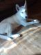 Siberian Husky Puppies for sale in Hickory, NC, USA. price: $350