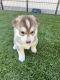 Siberian Husky Puppies for sale in American Canyon, CA 94503, USA. price: $1,800
