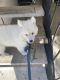 Siberian Husky Puppies for sale in Woodbridge, VA 22192, USA. price: $1,200