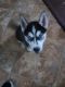 Siberian Husky Puppies for sale in Hinesville, GA 31313, USA. price: $500