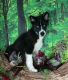 Siberian Husky Puppies for sale in Olanta, SC 29114, USA. price: $500