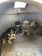 Siberian Husky Puppies for sale in Merced, CA, USA. price: $1,000