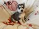 Siberian Husky Puppies for sale in Cincinnati, OH, USA. price: $1,200