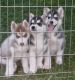 Siberian Husky Puppies for sale in Metcalf, GA 31792, USA. price: $500