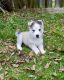 Siberian Husky Puppies for sale in Shelbyville, KY 40065, USA. price: $2,500
