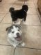 Siberian Husky Puppies for sale in Apple Valley, CA, USA. price: $400