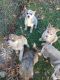 Siberian Husky Puppies for sale in Stockton, MO 65785, USA. price: $500