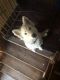 Siberian Husky Puppies for sale in Glenwood Springs, CO 81601, USA. price: $800