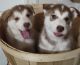 Siberian Husky Puppies for sale in Auburn, WA 98092, USA. price: $400