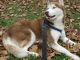 Siberian Husky Puppies for sale in New York, NY, USA. price: $600