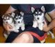 Siberian Husky Puppies for sale in Shakopee, MN 55379, USA. price: $500