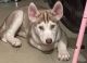 Siberian Husky Puppies for sale in Bronx, NY, USA. price: $1,000