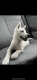 Siberian Husky Puppies for sale in Portland, OR, USA. price: $1,500