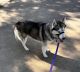 Siberian Husky Puppies for sale in Grand Haven, MI, USA. price: $250