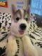 Siberian Husky Puppies for sale in Upton, MA 01568, USA. price: $1,000