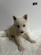 Siberian Husky Puppies for sale in Fort Worth, TX, USA. price: $200