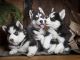Siberian Husky Puppies for sale in Moses Lake, WA 98837, USA. price: $500