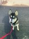 Siberian Husky Puppies for sale in Portland, OR, USA. price: $150