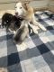 Siberian Husky Puppies for sale in Bethlehem, GA, USA. price: $300