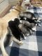 Siberian Husky Puppies for sale in Bethlehem, GA, USA. price: $400