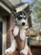 Siberian Husky Puppies for sale in Spring, TX 77373, USA. price: NA