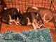 Siberian Husky Puppies for sale in Kirklyn, PA 19082, USA. price: NA