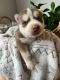 Siberian Husky Puppies for sale in Newville, PA 17241, USA. price: $1,200