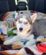 Siberian Husky Puppies for sale in Walsenburg, CO 81089, USA. price: NA