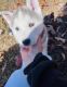Siberian Husky Puppies for sale in Chattanooga, TN, USA. price: $700