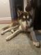 Siberian Husky Puppies for sale in Chicago, IL, USA. price: $340