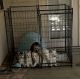 Siberian Husky Puppies for sale in Los Angeles, CA, USA. price: $900