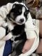 Siberian Husky Puppies for sale in St. George, UT, USA. price: $1,000