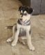 Siberian Husky Puppies for sale in Glendale, AZ, USA. price: $100