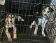 Siberian Husky Puppies for sale in Glendale, AZ, USA. price: $100